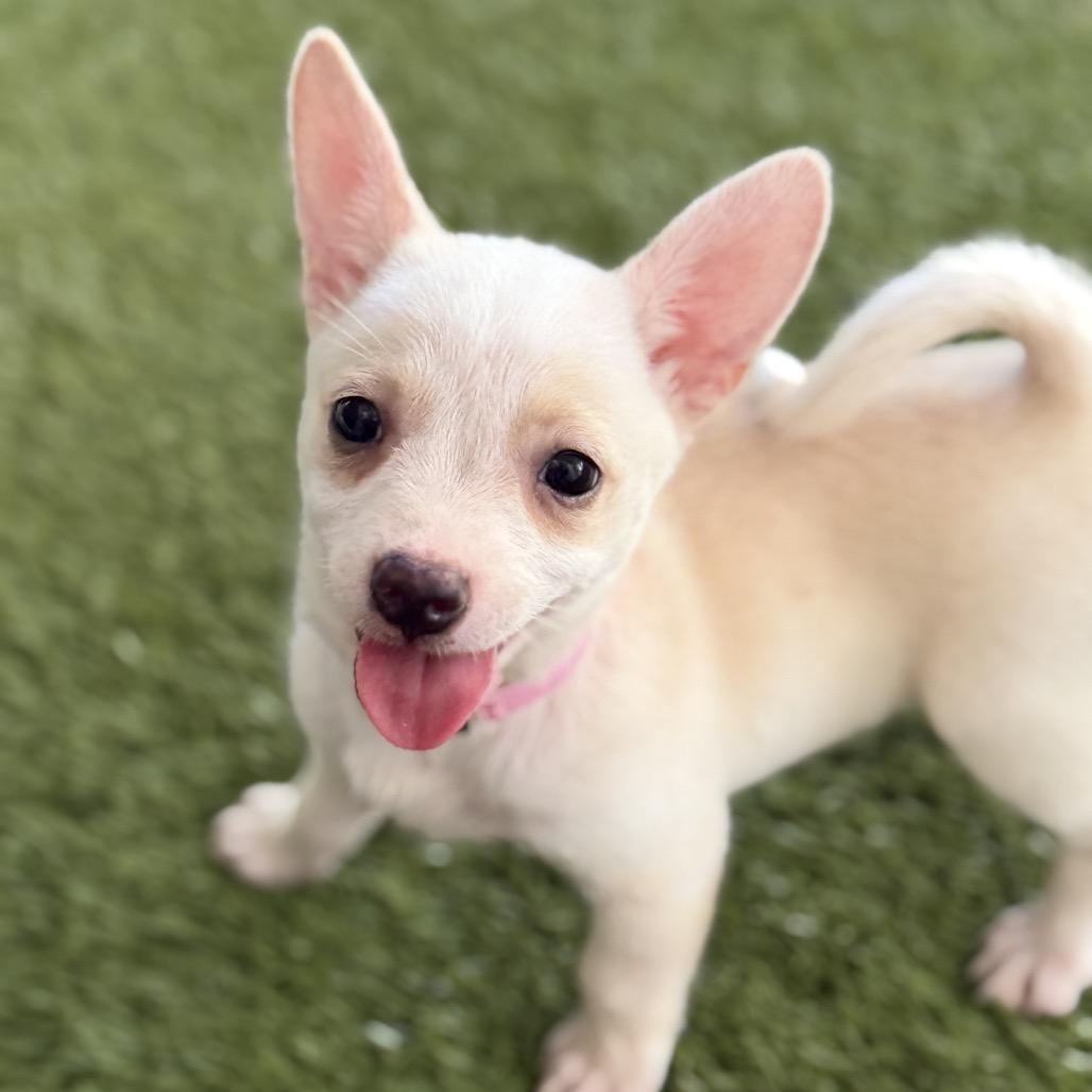 LEXI, a Adoptable Corgi in Wellington, FL image 3/3