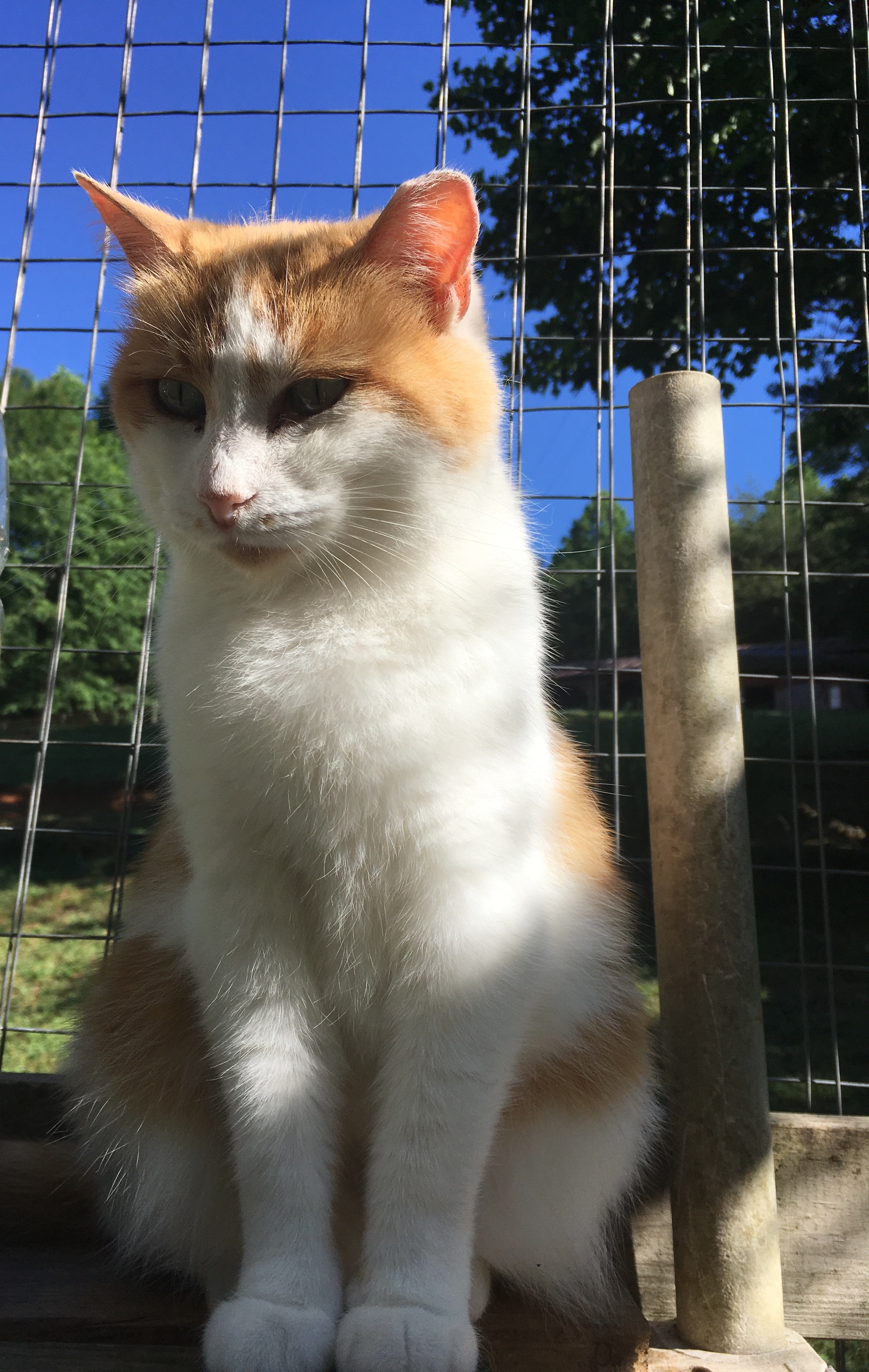 Chloe, a Adoptable Domestic Short Hair in Stuart, VA image 1/2