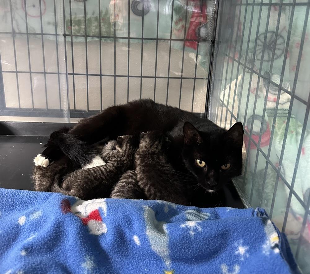 Mama Hula Hoop, a Adopted Domestic Short Hair in Virginia Beach, VA image 1/3