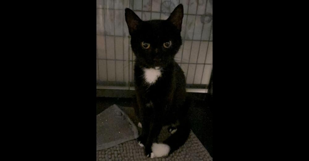 Mama Hula Hoop, a Adopted Domestic Short Hair in Virginia Beach, VA image 2/3