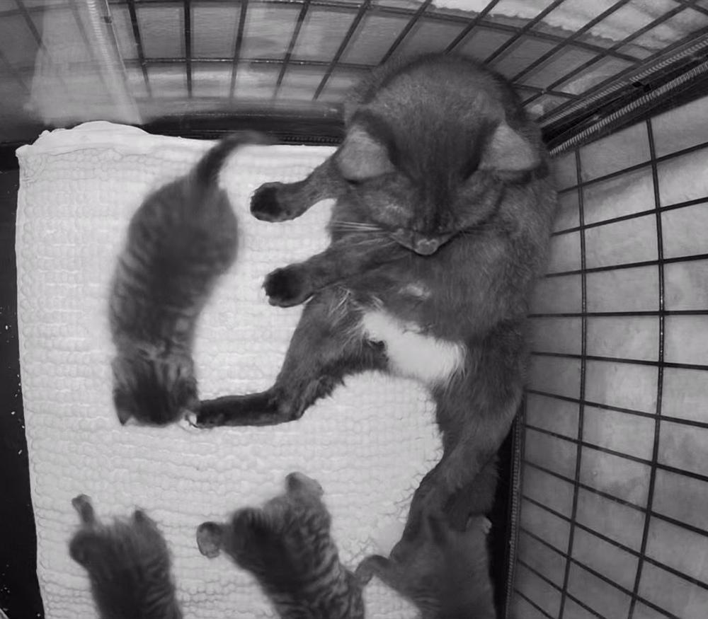 Mama Hula Hoop, a Adopted Domestic Short Hair in Virginia Beach, VA image 3/3