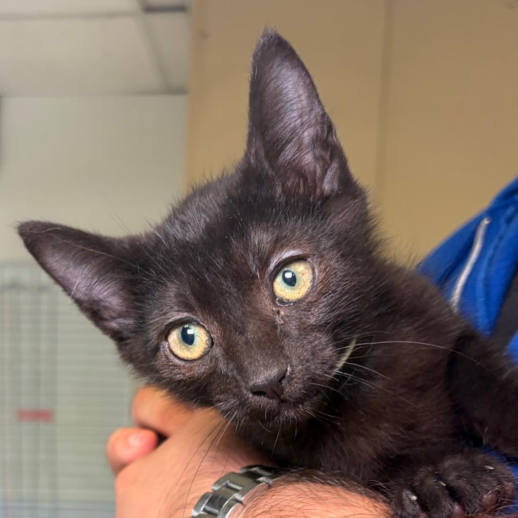 Tahoe, Adoptable, Kitten Male Domestic Short Hair.
