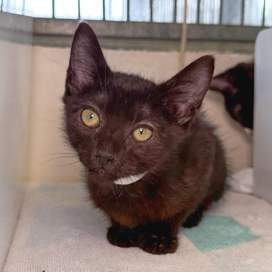 Tahoe, a Adoptable Domestic Short Hair in Santa Barbara, CA image 2/2