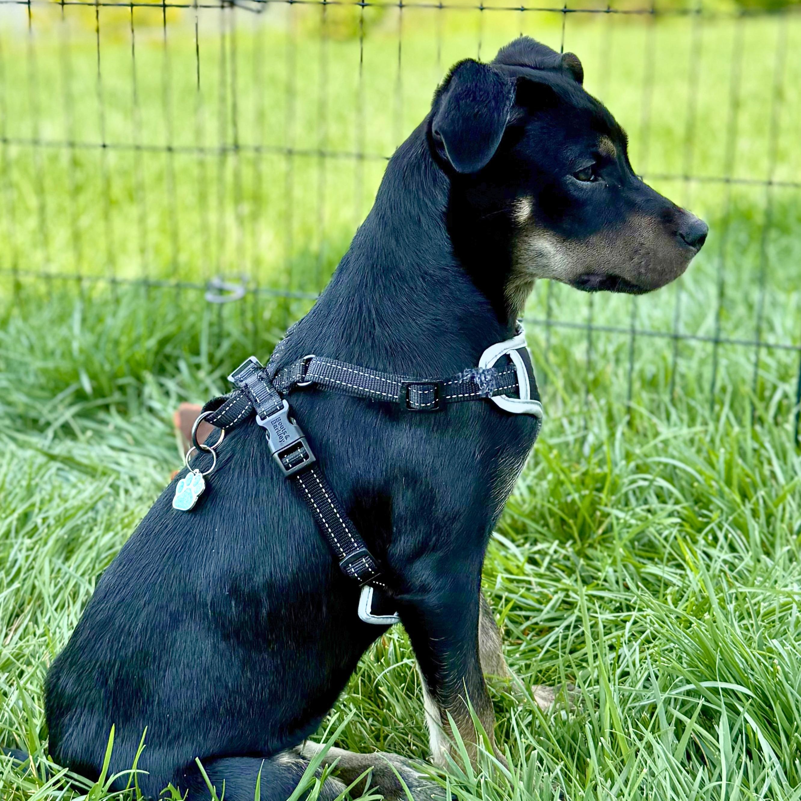 Diane, a ADOPTABLE mixed breed in Freehold, NJ image 3/5