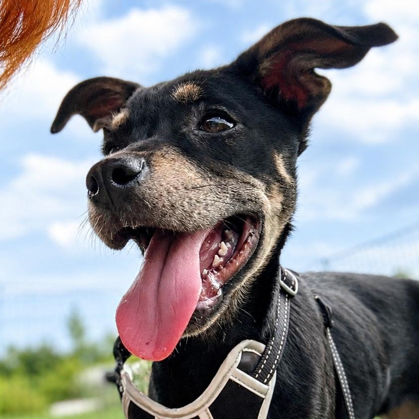 Diane, ADOPTABLE, Puppy Female Spaniel & Terrier.