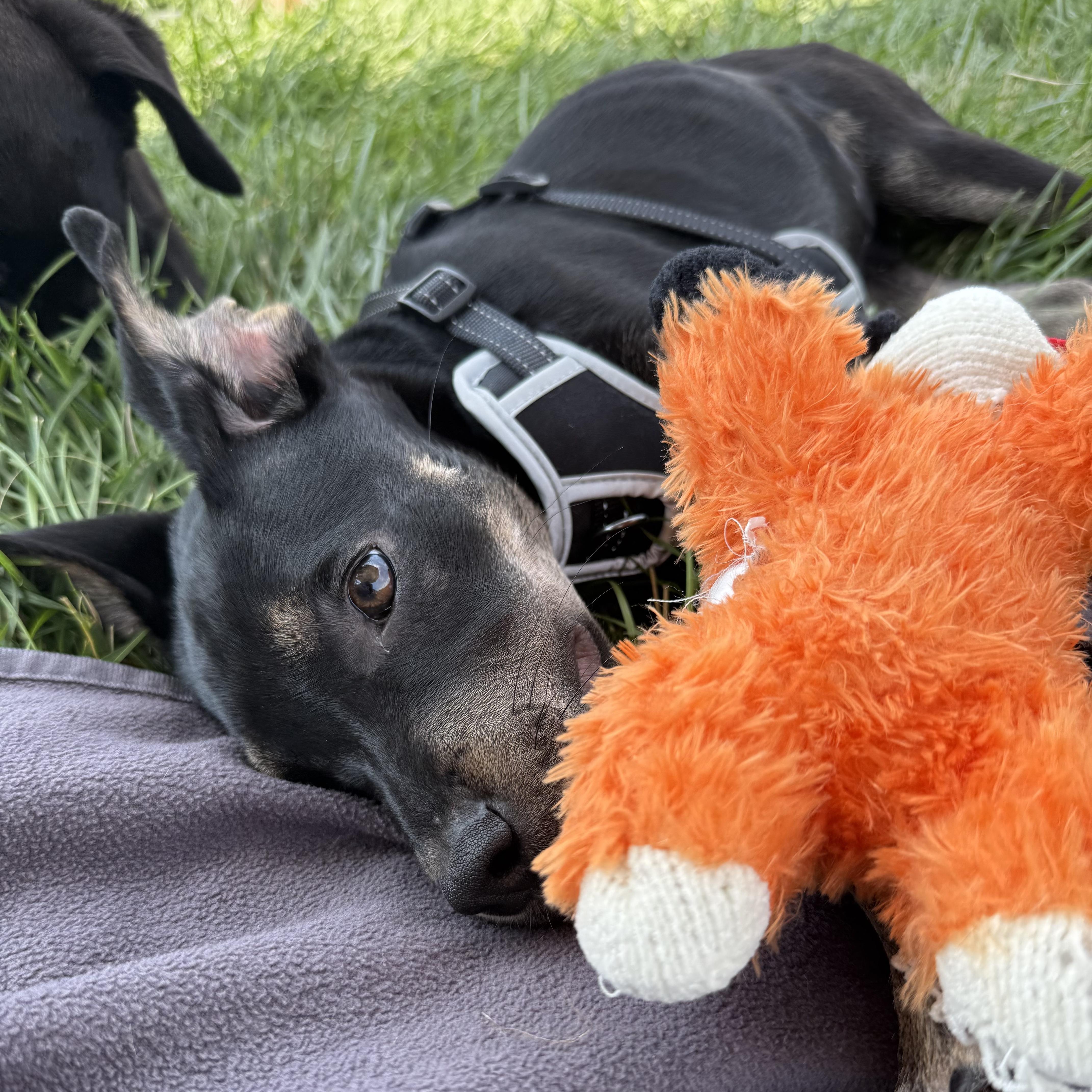 Diane, a ADOPTABLE mixed breed in Freehold, NJ image 4/5