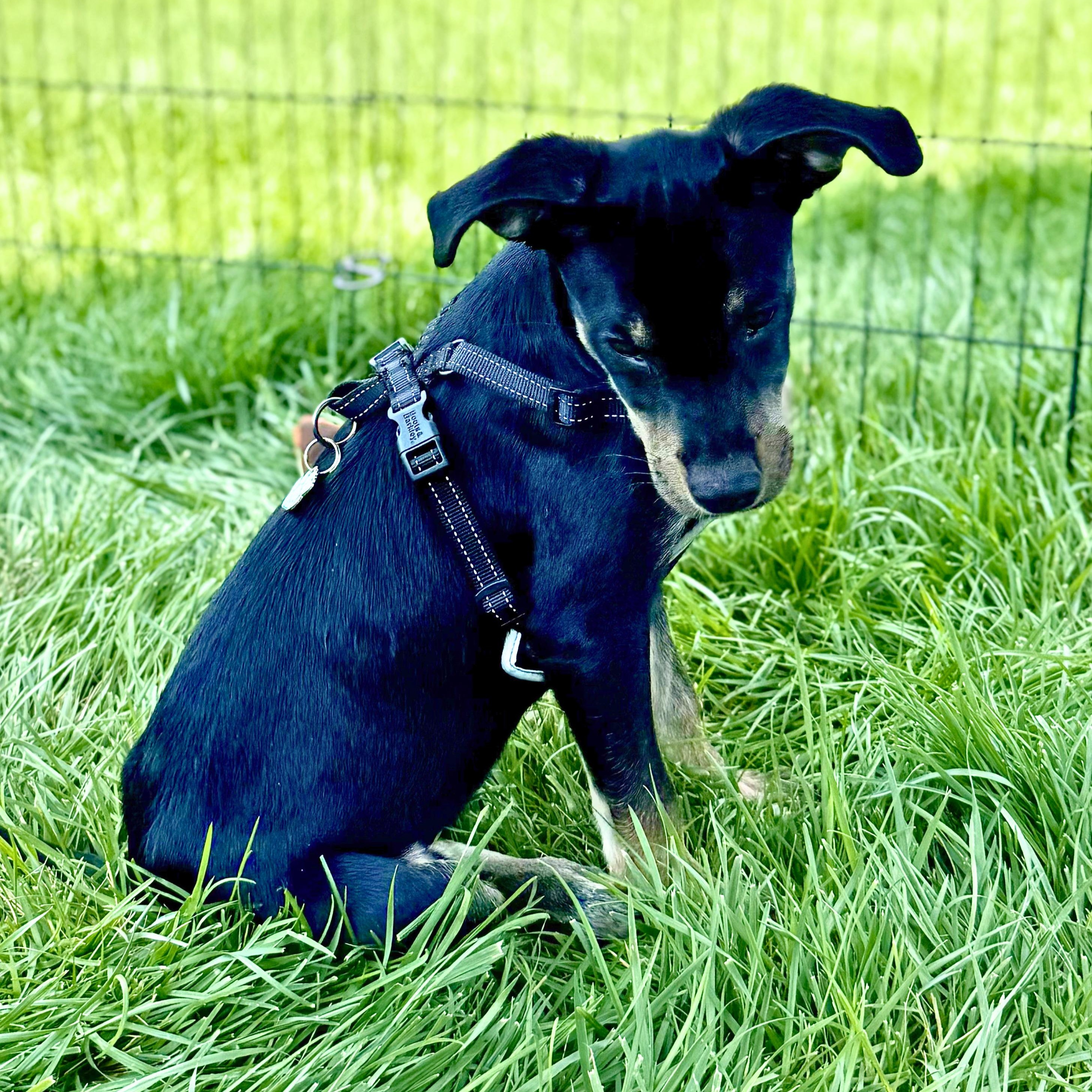 Diane, a ADOPTABLE mixed breed in Freehold, NJ image 5/5
