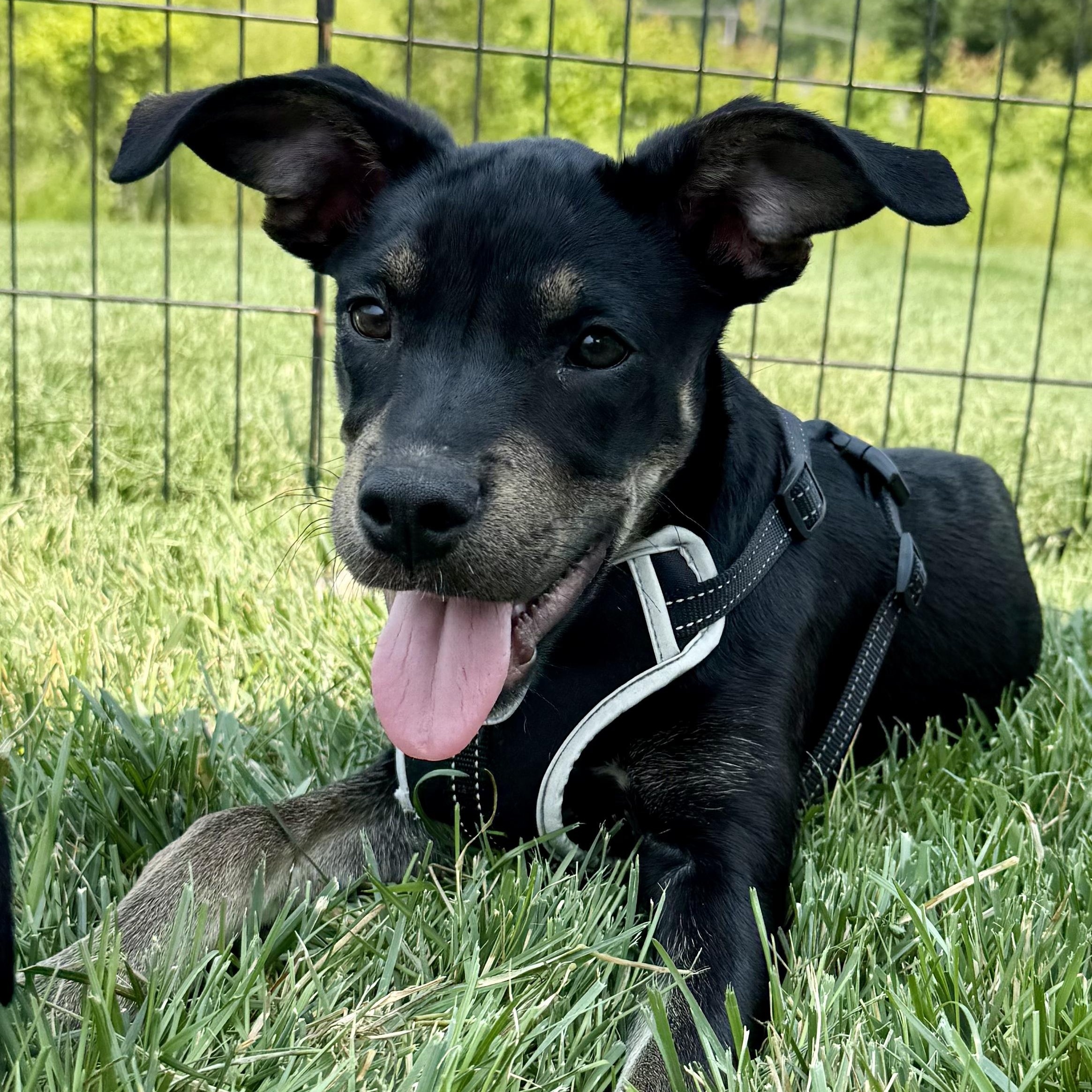 Diane, a ADOPTABLE mixed breed in Freehold, NJ image 2/5