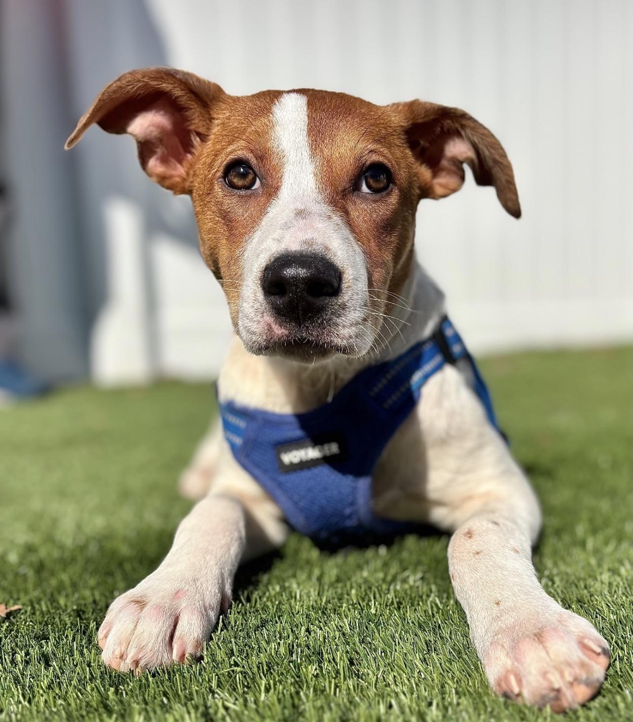 Enlarge Casey, a Adoptable mixed breed in Richmond, VA image 4/6