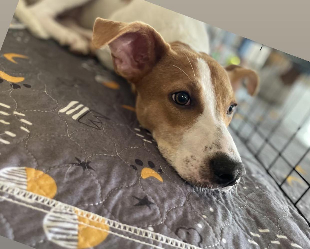 Enlarge Casey, a Adoptable mixed breed in Richmond, VA image 2/6