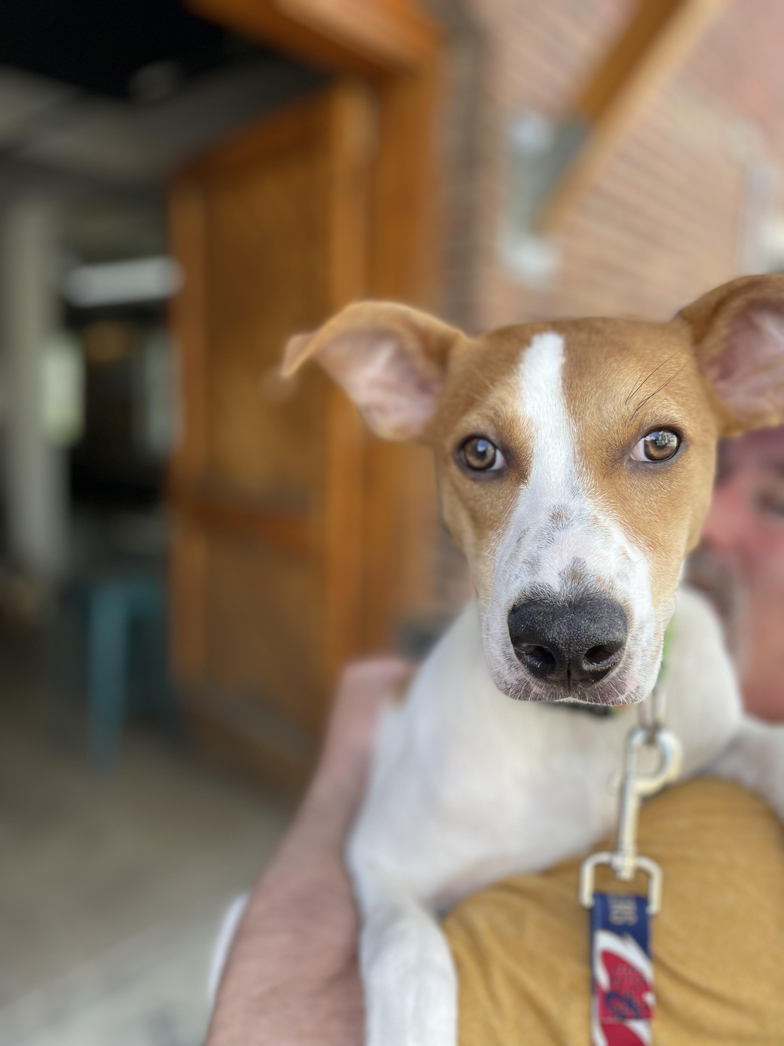 Enlarge Casey, a Adoptable mixed breed in Richmond, VA image 6/6