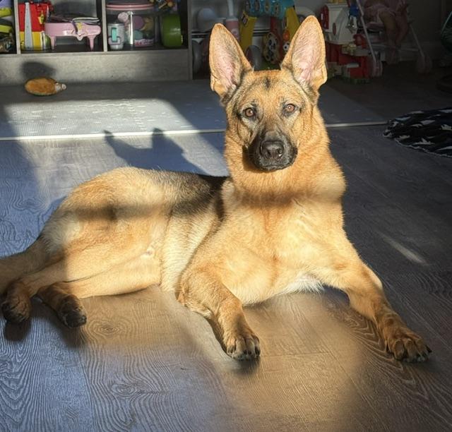 Kane, ADOPTABLE, Young Male German Shepherd Dog.
