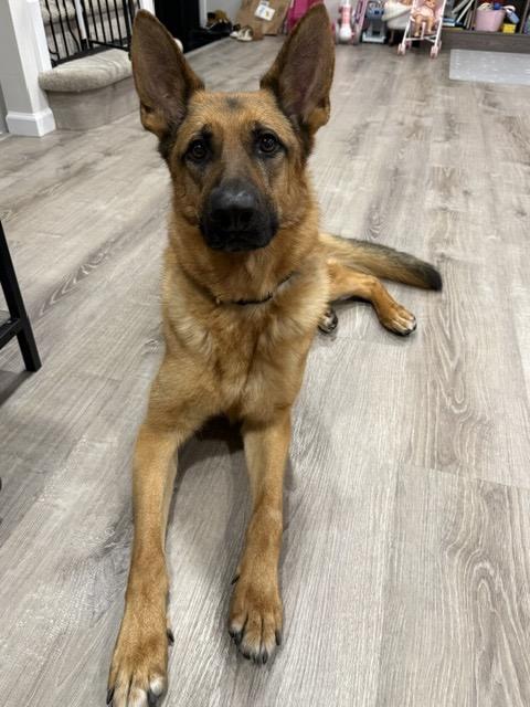 Kane, a ADOPTABLE German Shepherd Dog in Manhasset, NY image 3/6