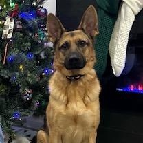 Kane, a ADOPTABLE German Shepherd Dog in Manhasset, NY image 6/6
