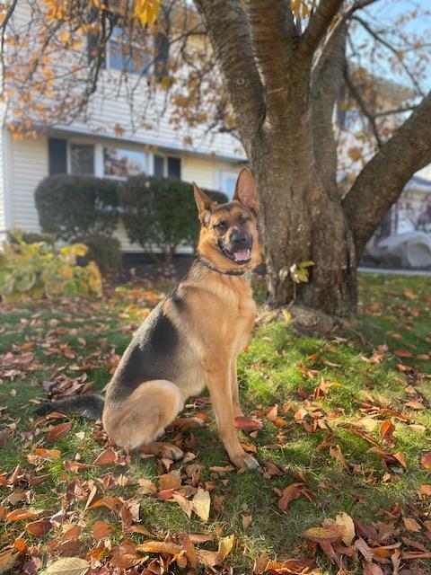 Kane, a ADOPTABLE German Shepherd Dog in Manhasset, NY image 2/6