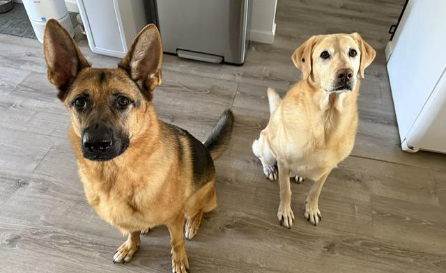 Kane, a ADOPTABLE German Shepherd Dog in Manhasset, NY image 4/6