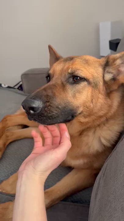 Enlarge Kane, a ADOPTABLE German Shepherd Dog in Manhasset, NY video 5/6