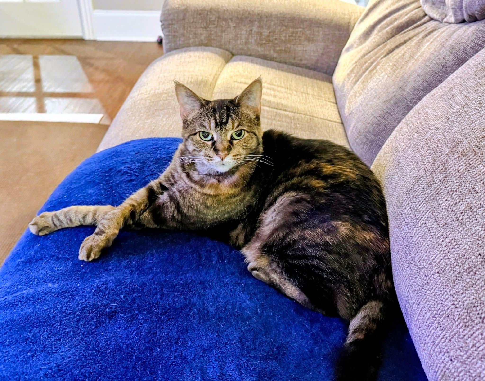 Zeri, ADOPTABLE, Senior Female Domestic Short Hair.