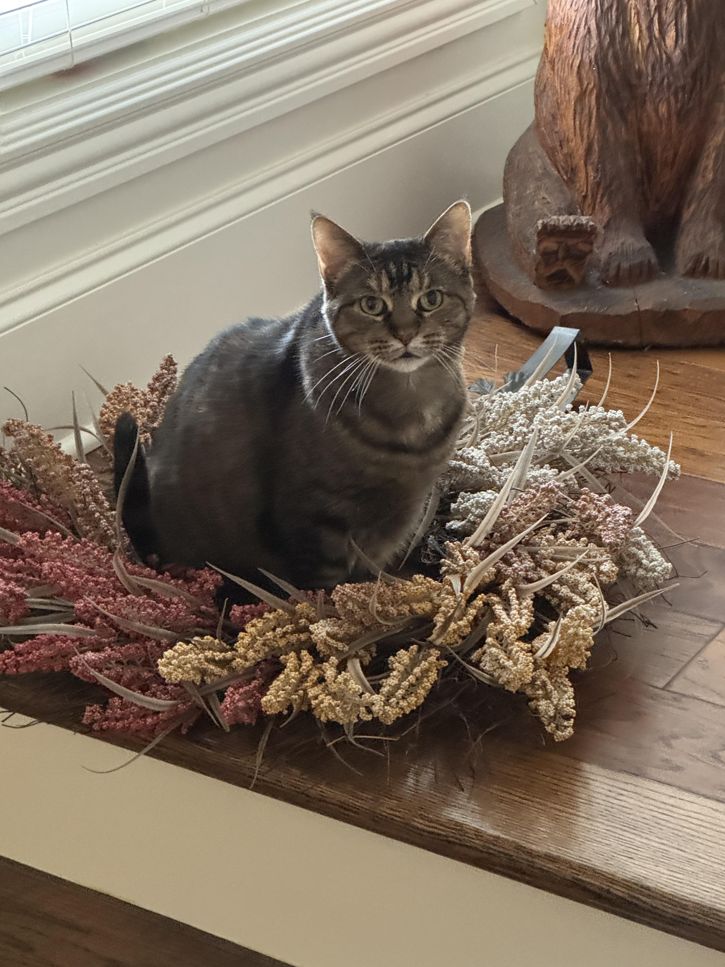 Enlarge Zeri, a ADOPTABLE Domestic Short Hair in Murfreesboro, TN image 3/3
