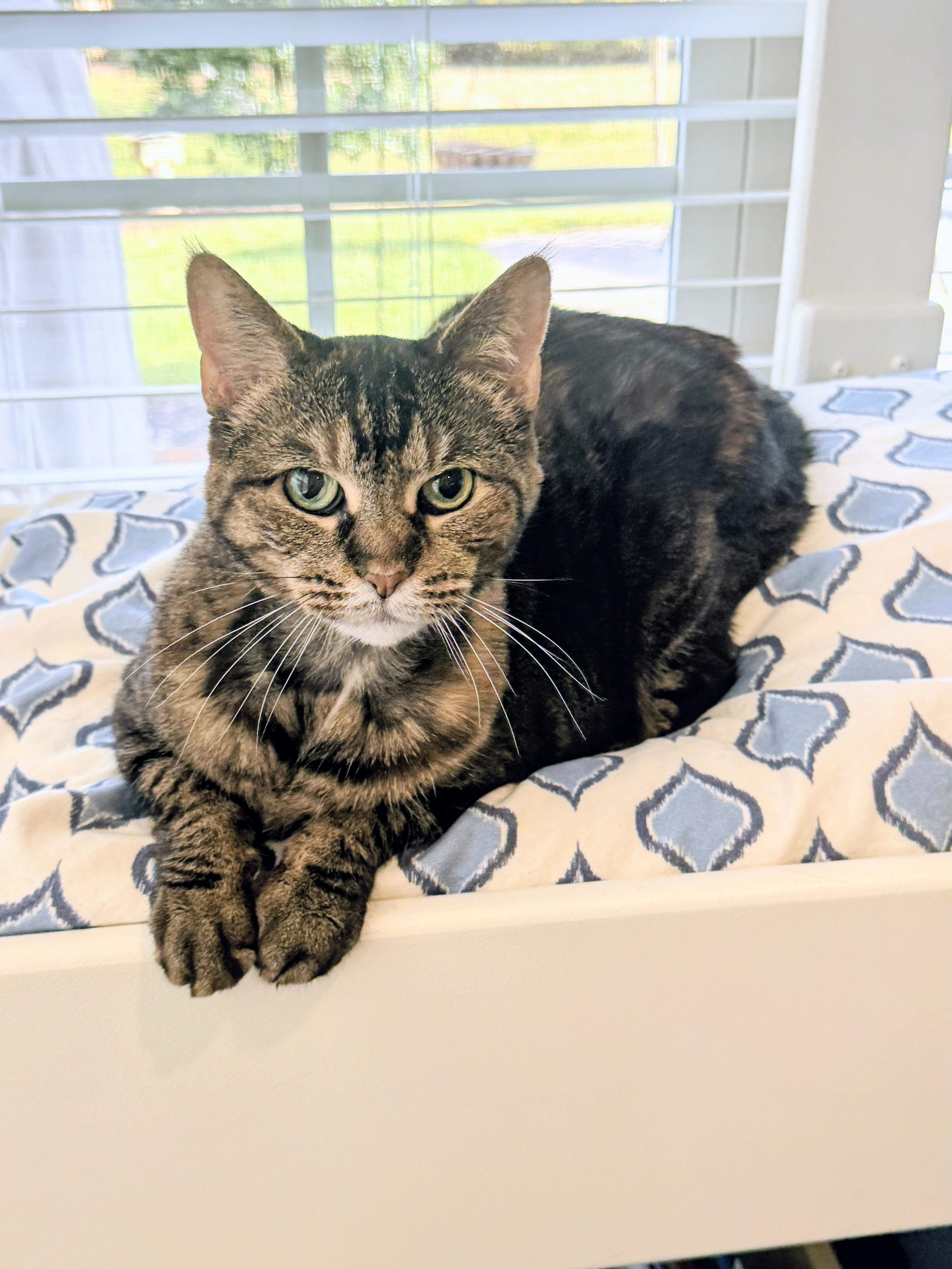 Enlarge Zeri, a ADOPTABLE Domestic Short Hair in Murfreesboro, TN image 2/3