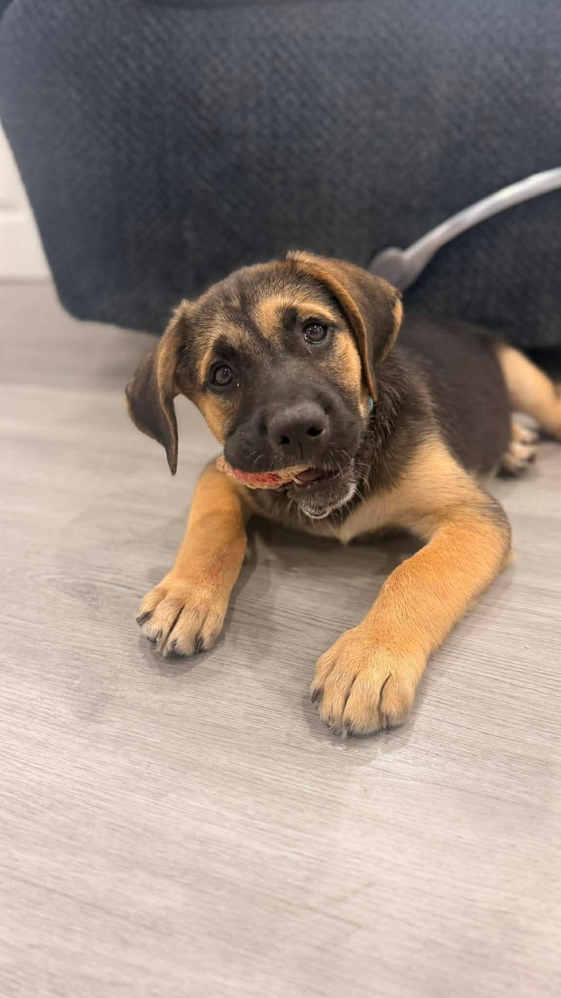 Enlarge Murphy, a Adoptable mixed breed in Providence, RI image 4/6