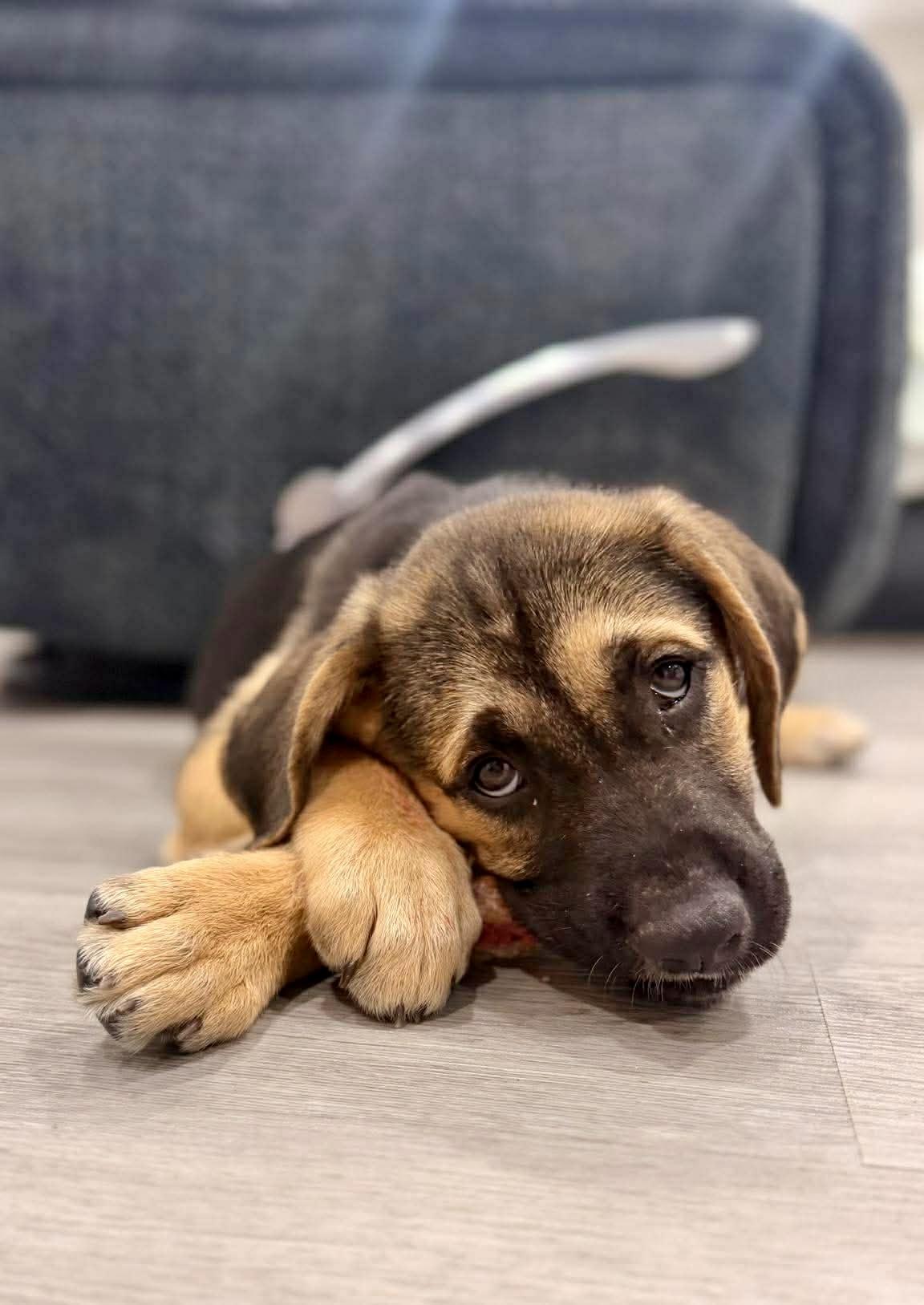 Murphy, Adoptable, Puppy Male German Shepherd Dog & Labrador Retriever.