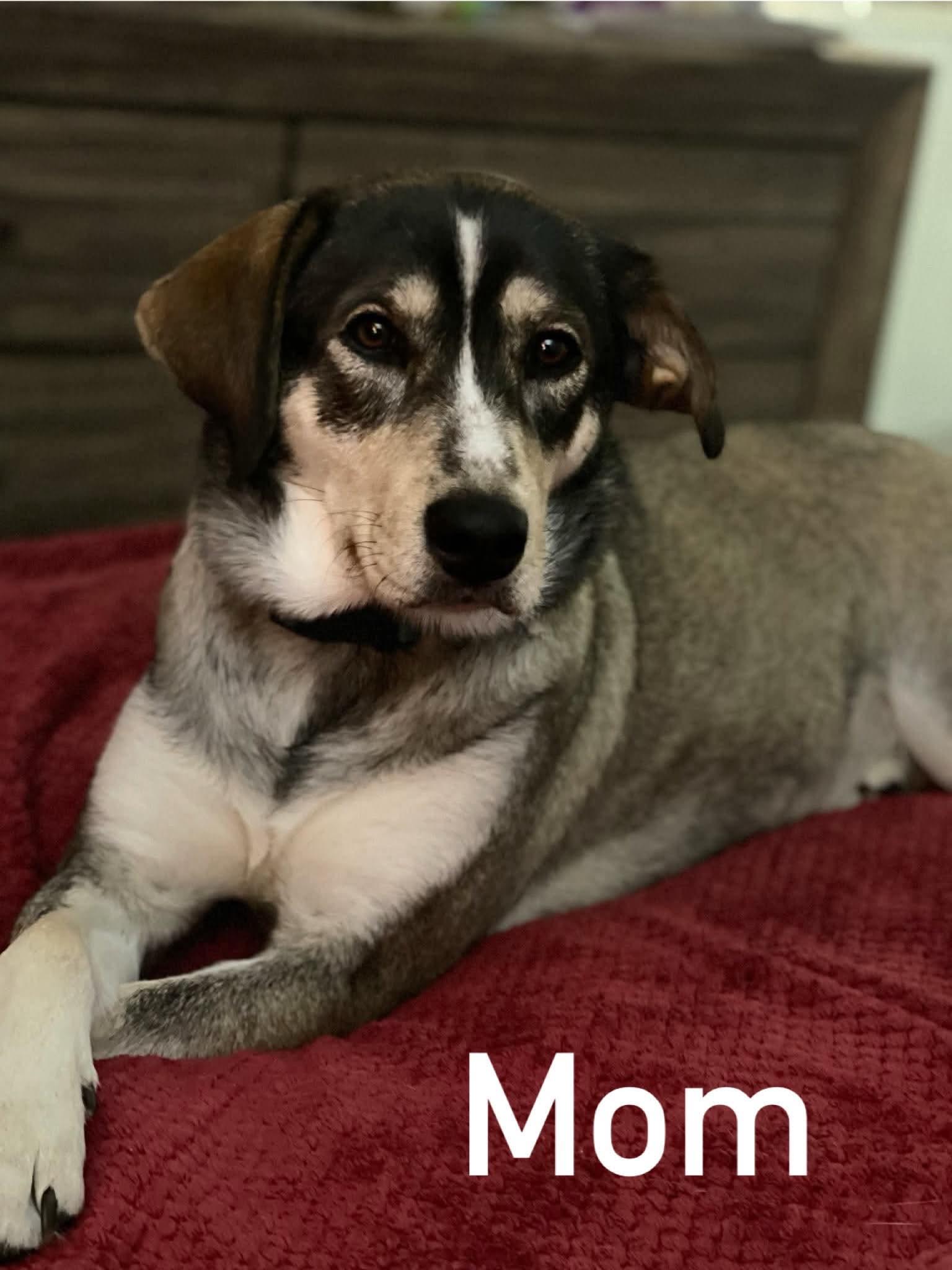 Enlarge Murphy, a Adoptable mixed breed in Providence, RI image 6/6