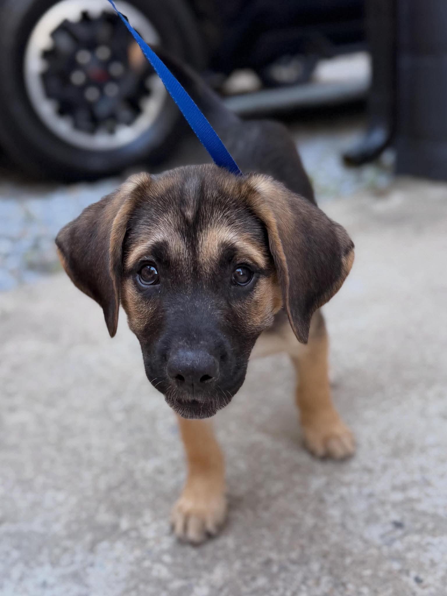 Enlarge Murphy, a Adoptable mixed breed in Providence, RI image 3/6
