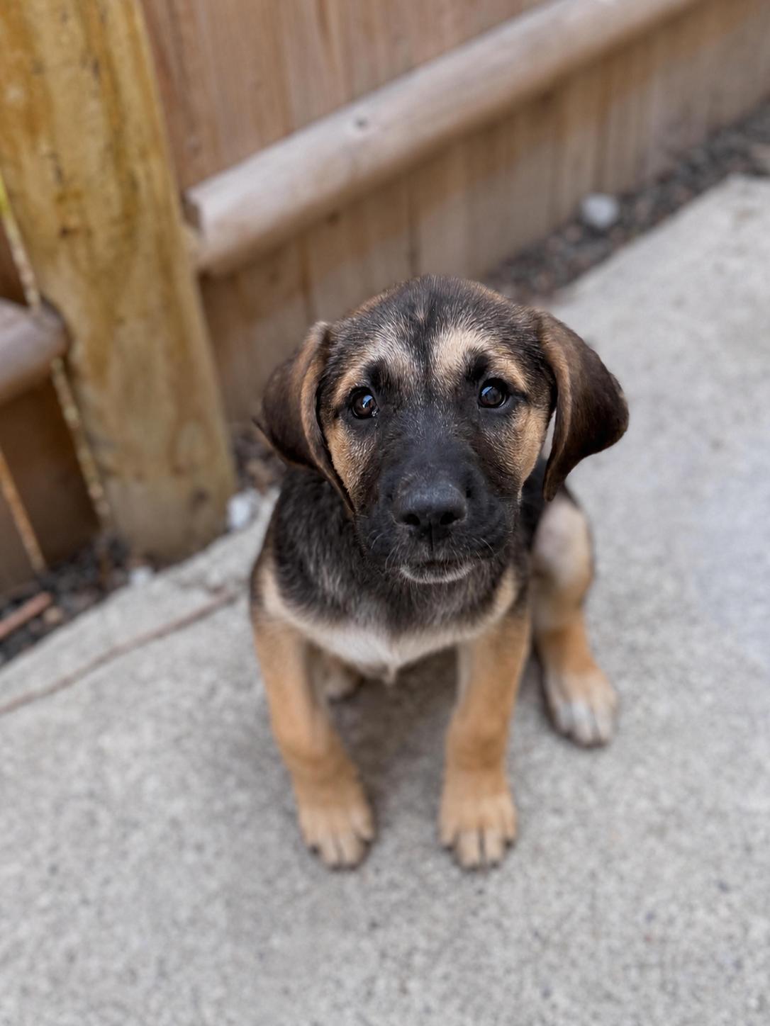 Enlarge Murphy, a Adoptable mixed breed in Providence, RI image 2/6