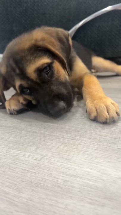 Enlarge Murphy, a Adoptable mixed breed in Providence, RI video 5/6