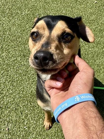 Mothball, Adoptable, Adult Male Mixed Breed & Mixed Breed.