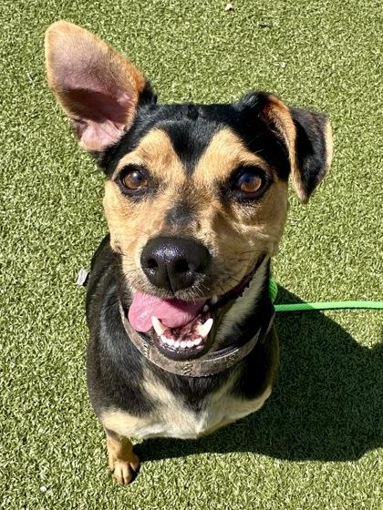 Mothball, a Adoptable mixed breed in Wichita, KS image 2/3