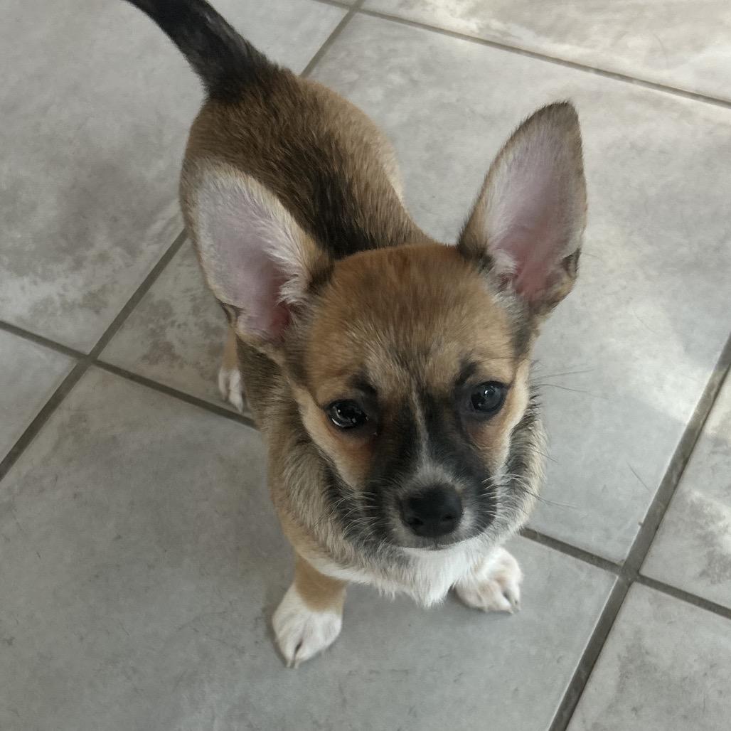 Snickers, Adopted, Puppy Female Chihuahua & Mixed Breed.
