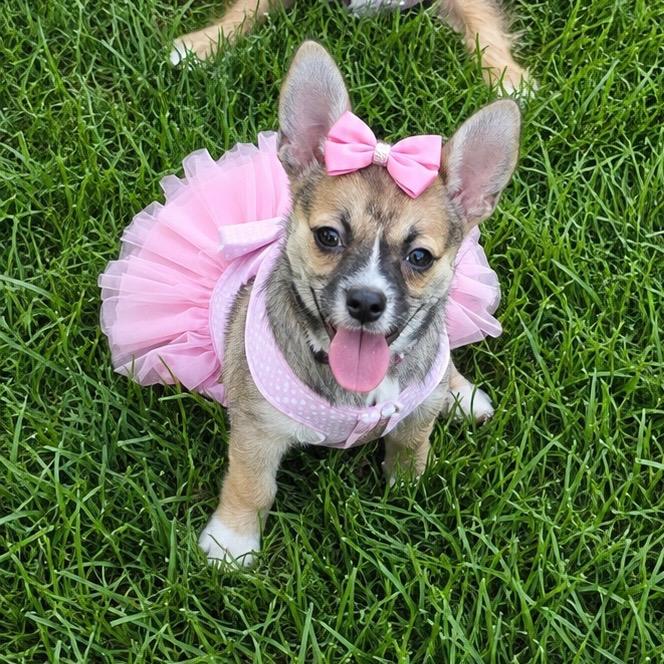 Enlarge Snickers, a Adopted mixed breed in Overland Park, KS image 2/4