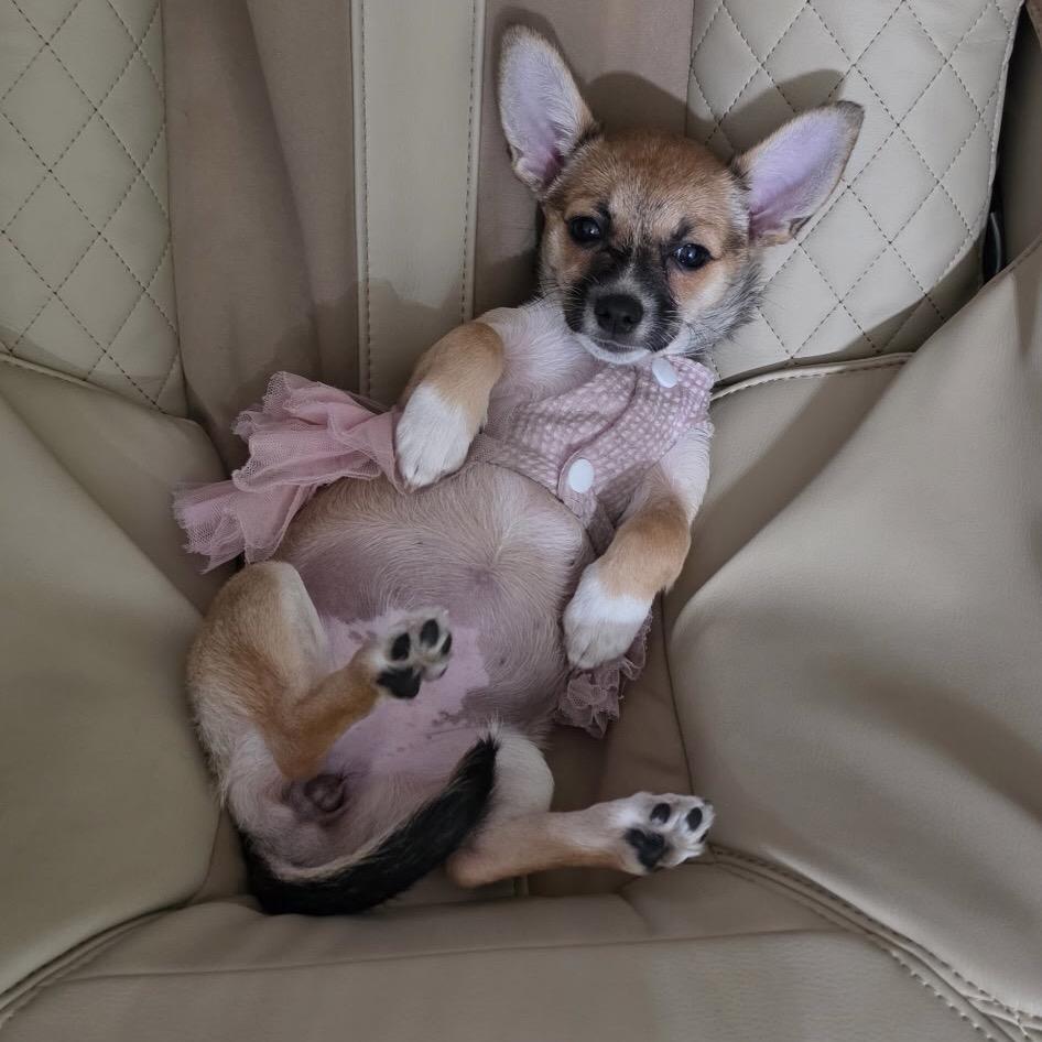 Enlarge Snickers, a Adopted mixed breed in Overland Park, KS image 3/4