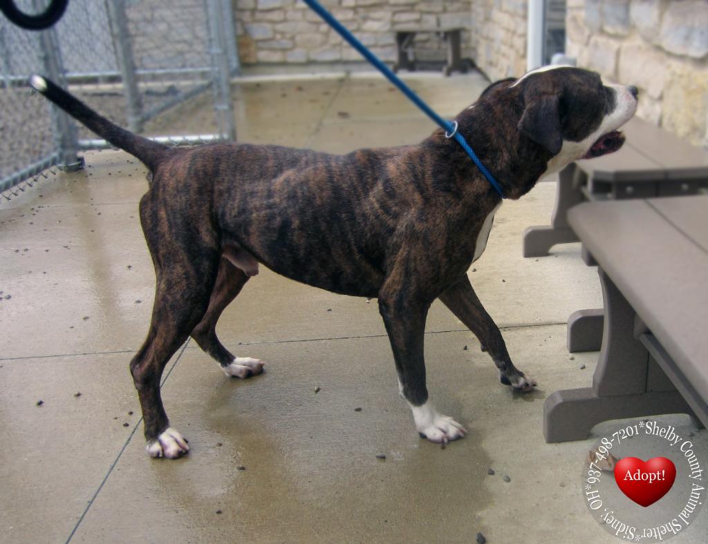 Enlarge Talon Yrly 93/7, a Adoptable Pit Bull Terrier in Sidney, OH image 1/6