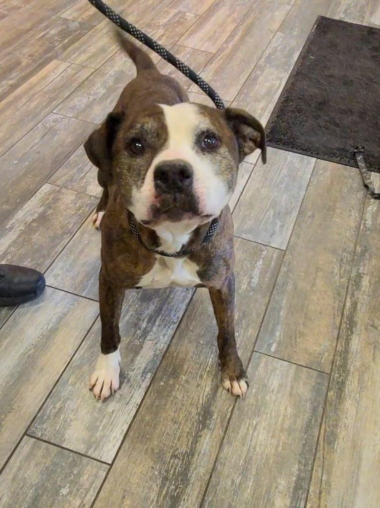 Enlarge Talon Yrly 93/7, a Adoptable Pit Bull Terrier in Sidney, OH image 2/6