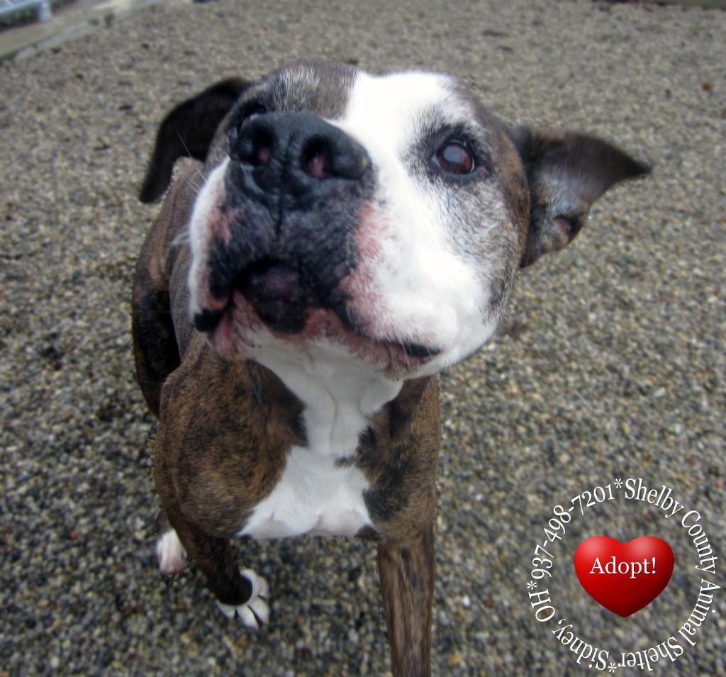 Enlarge Talon Yrly 93/7, a Adoptable Pit Bull Terrier in Sidney, OH image 3/6