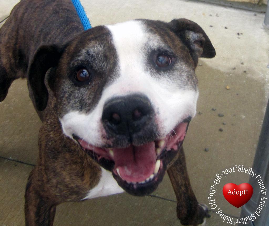 Enlarge Talon Yrly 93/7, a Adoptable Pit Bull Terrier in Sidney, OH image 4/6