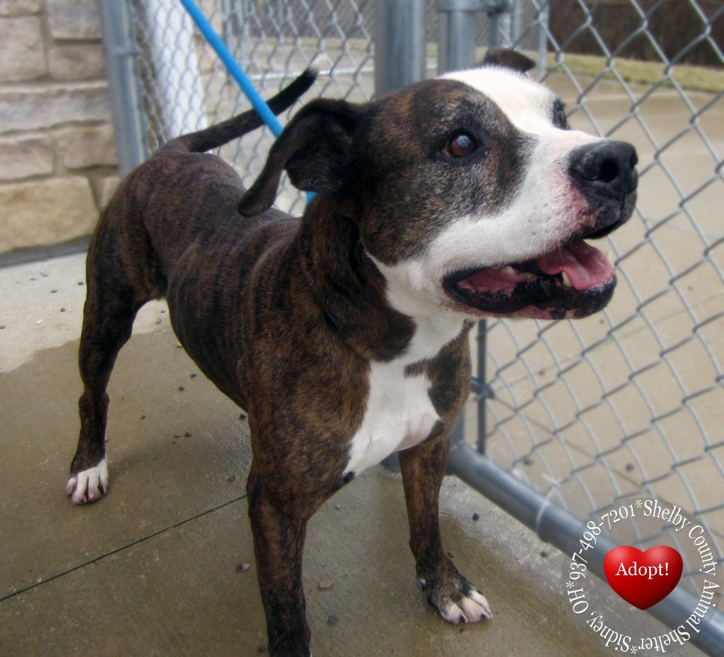 Enlarge Talon Yrly 93/7, a Adoptable Pit Bull Terrier in Sidney, OH image 4/6