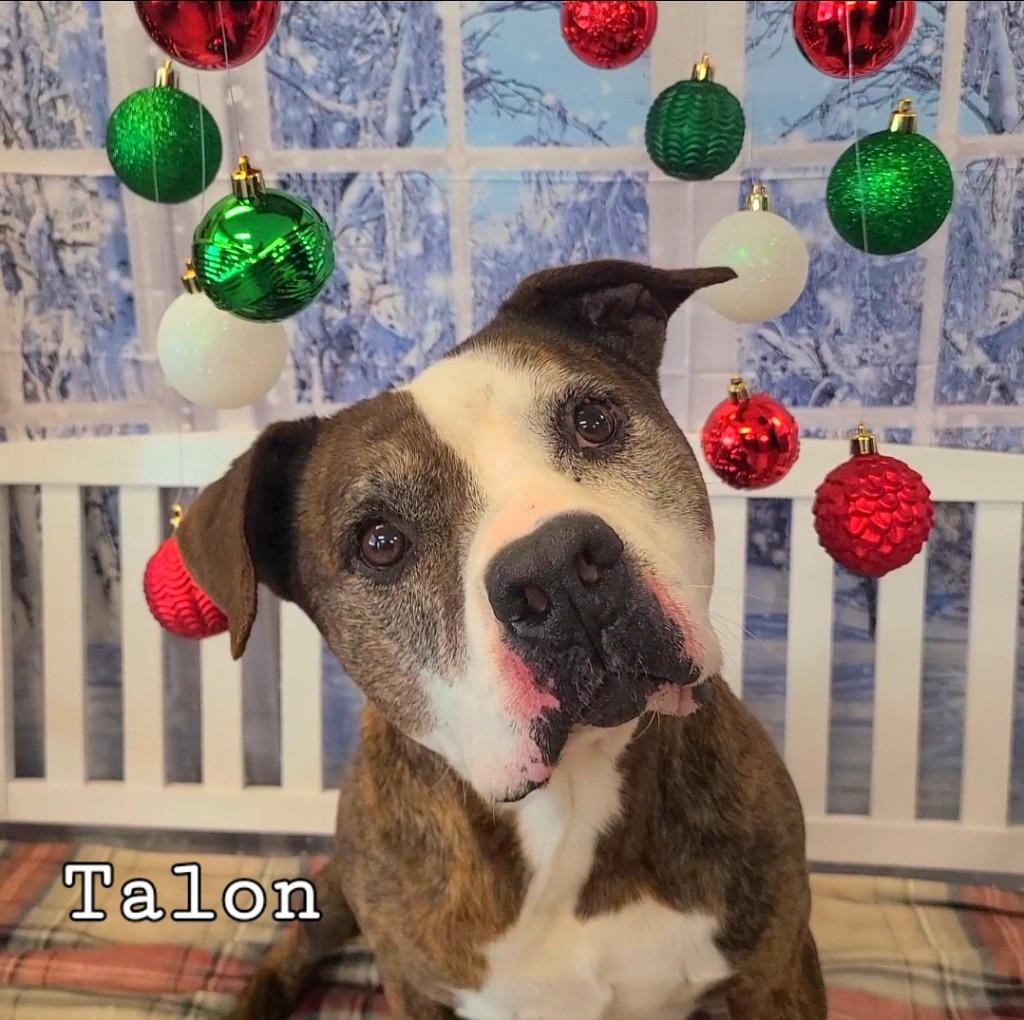 Enlarge Talon Yrly 93/7, a Adoptable Pit Bull Terrier in Sidney, OH image 6/6