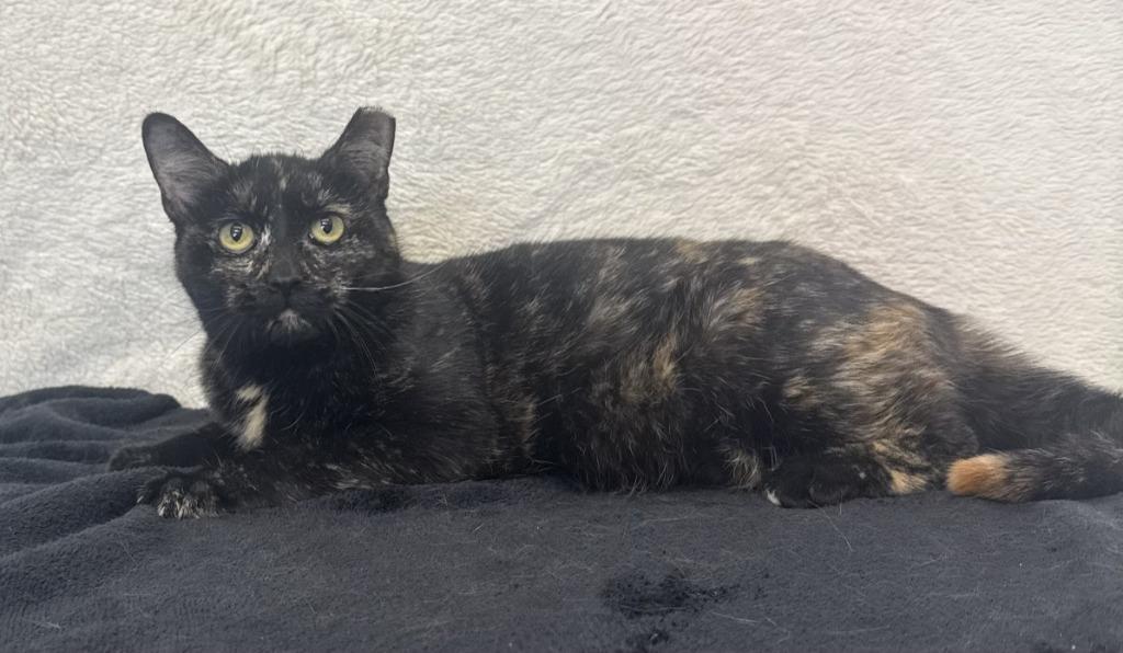 Andie, adopted, Kitten Female Domestic Short Hair.