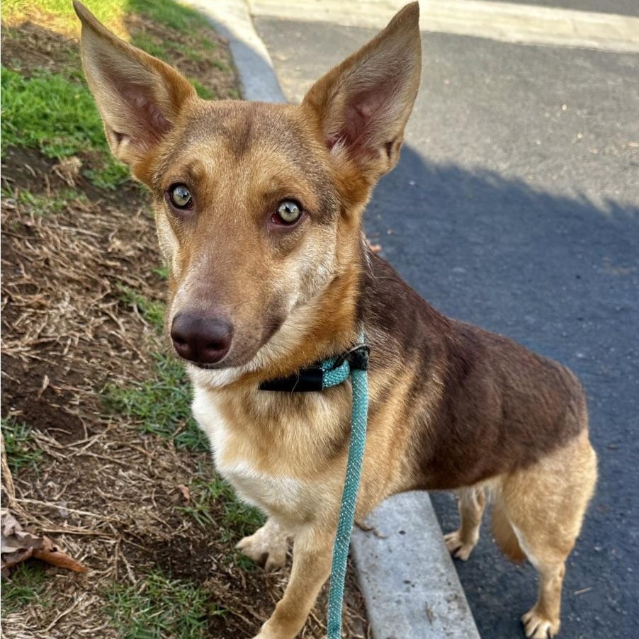 Enlarge Savannah, a Adoptable mixed breed in Newport Beach, CA image 2/6