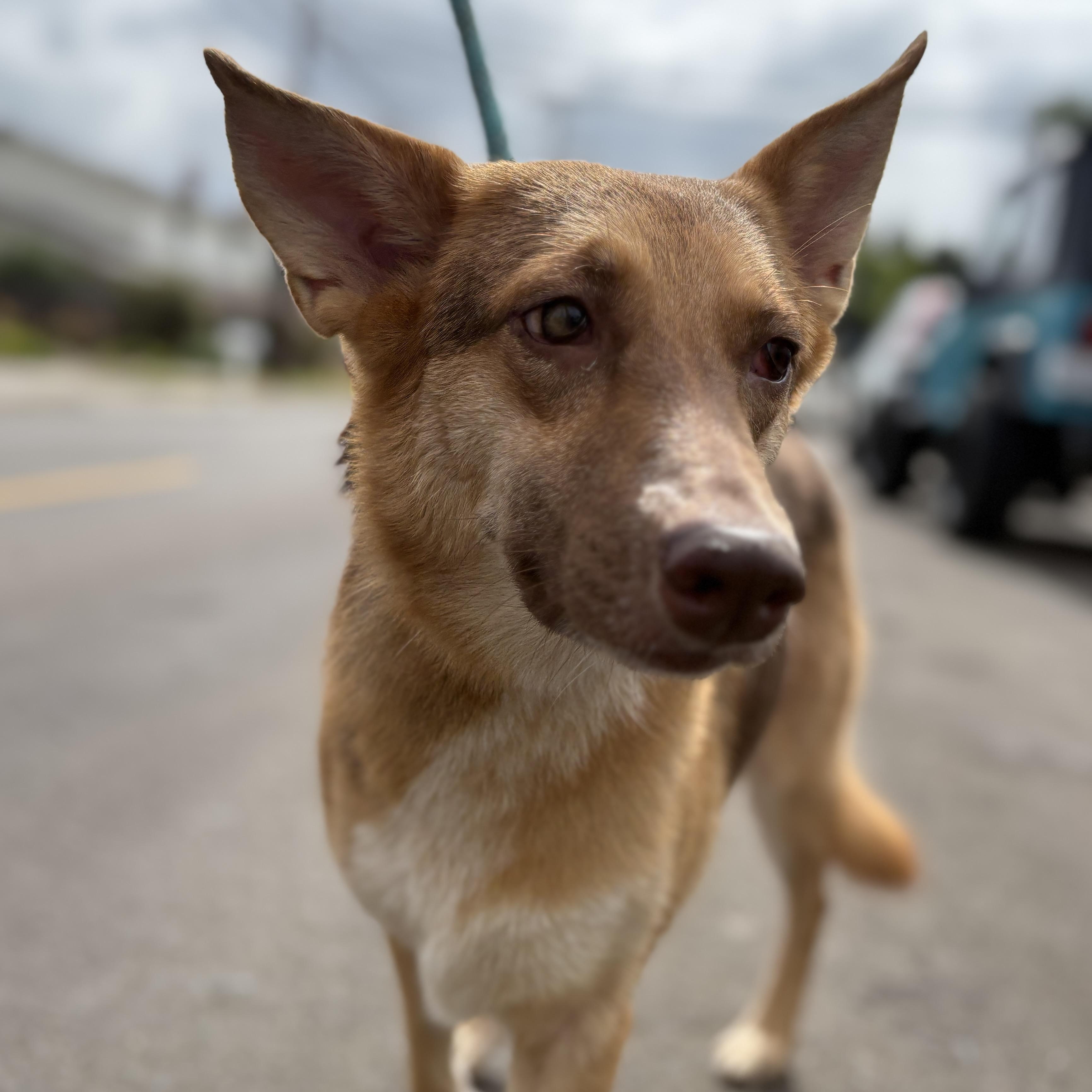 Enlarge Savannah, a Adoptable mixed breed in Newport Beach, CA image 1/6