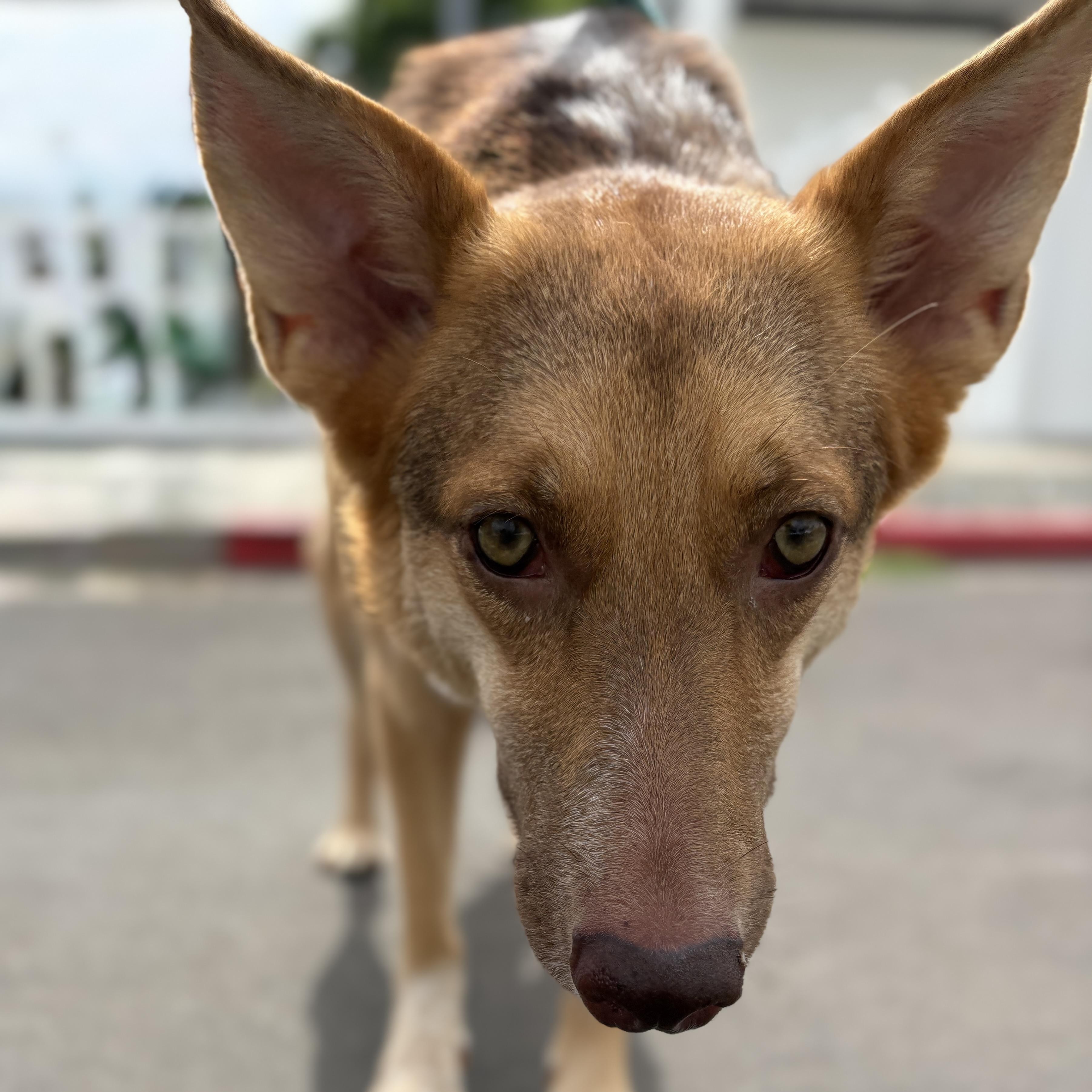 Savannah, Adoptable, Young Female Australian Kelpie.