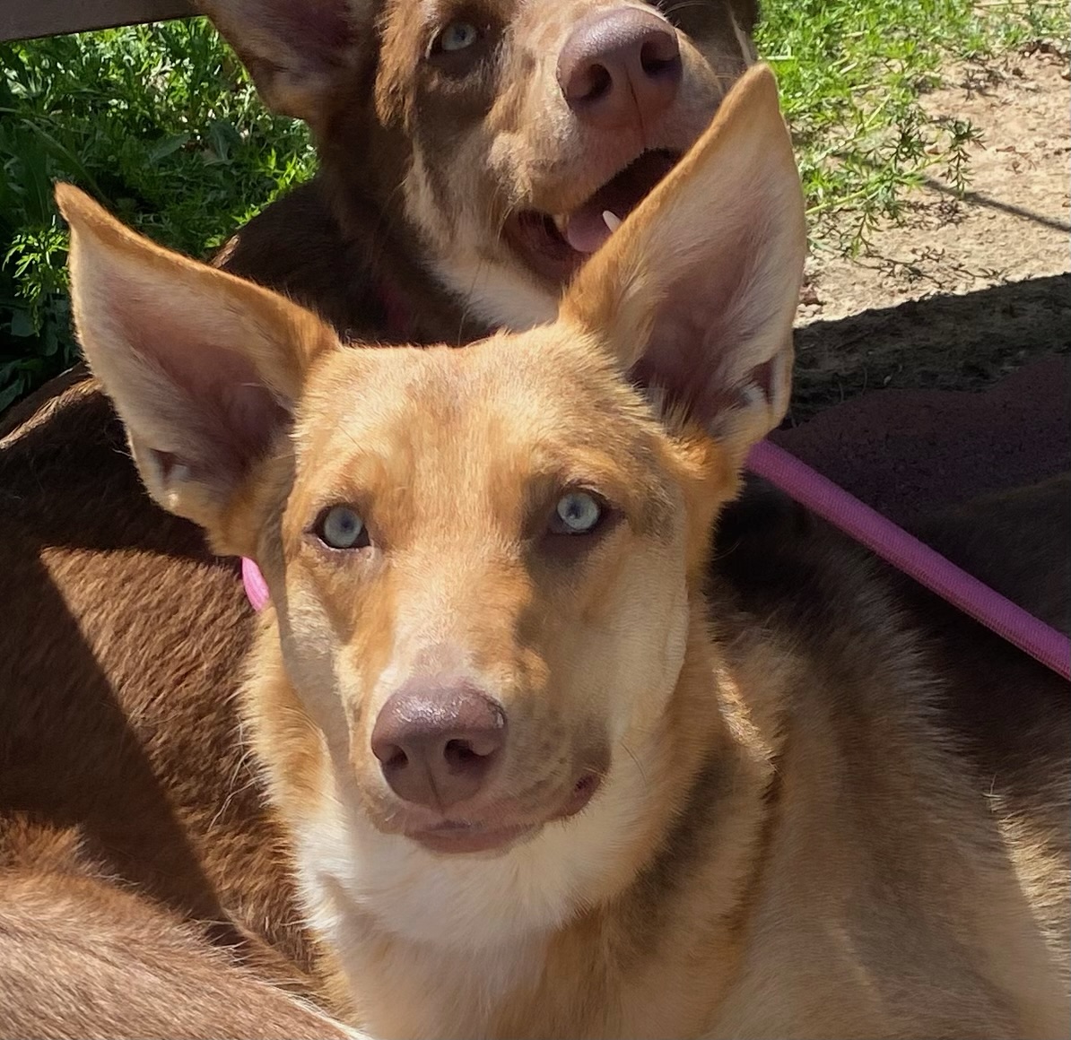 Savannah, a Adoptable mixed breed in Newport Beach, CA image 2/6