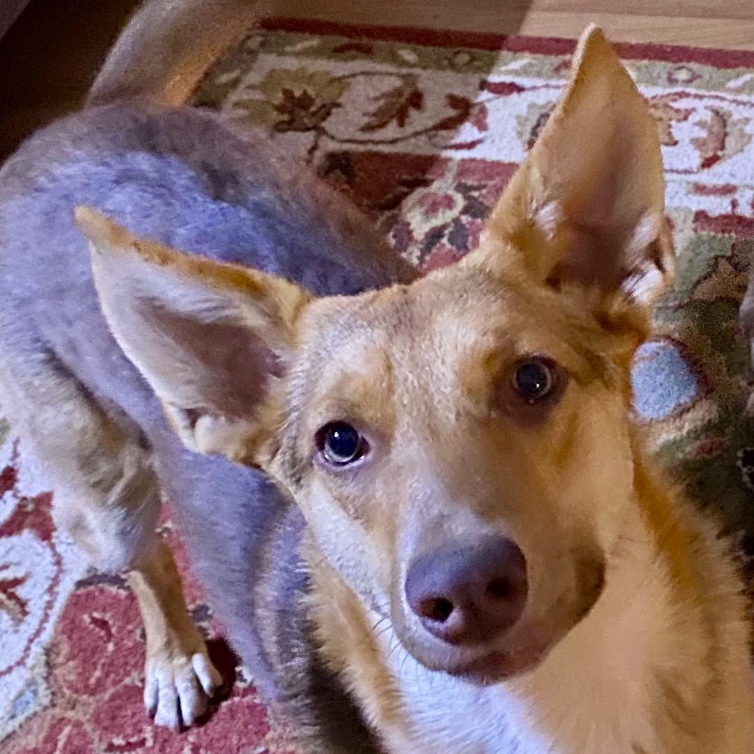 Savannah, a Adoptable mixed breed in Newport Beach, CA image 4/6