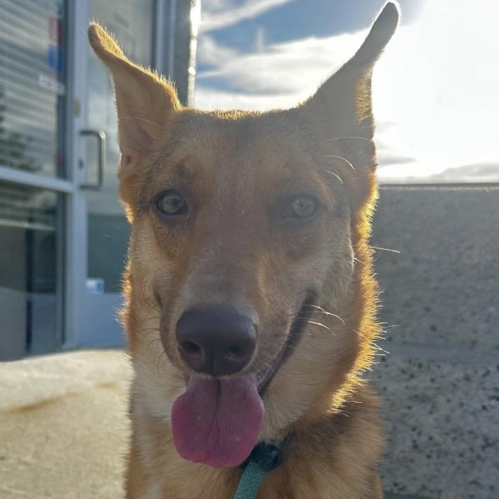 Savannah, Adoptable, Young Female Australian Kelpie.