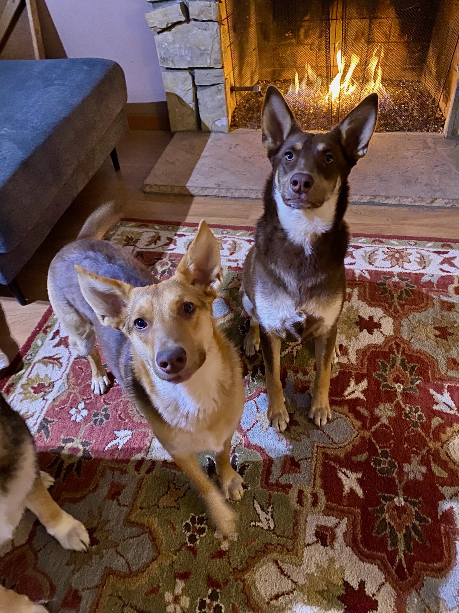 Savannah, a Adoptable mixed breed in Newport Beach, CA image 5/6