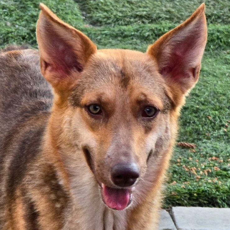 Savannah, Adoptable, Young Female Australian Kelpie.